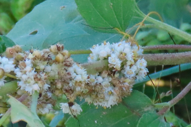 Tapertip Dodder