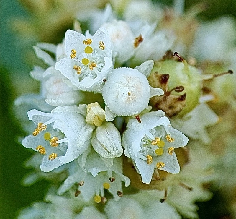 Tapertip Dodder photo 2