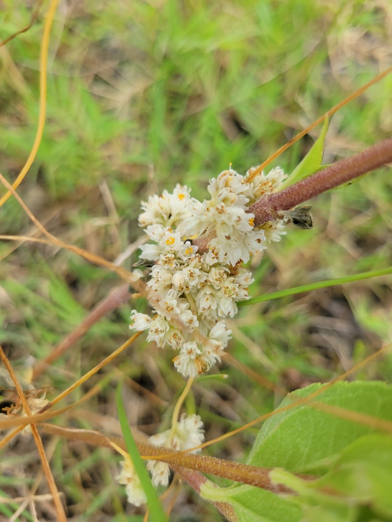 Tapertip Dodder photo 3
