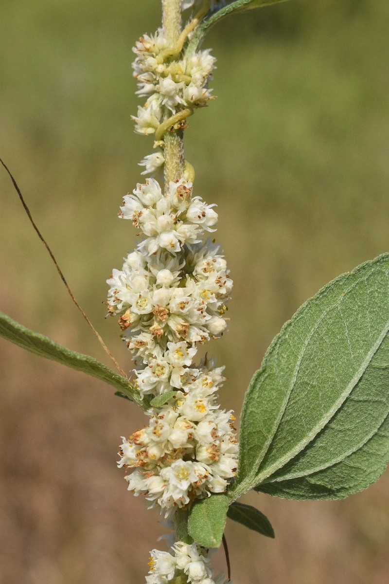 Tapertip Dodder photo 4