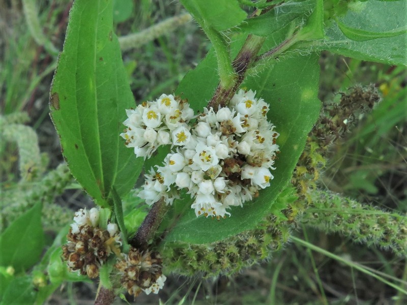 Tapertip Dodder photo 6