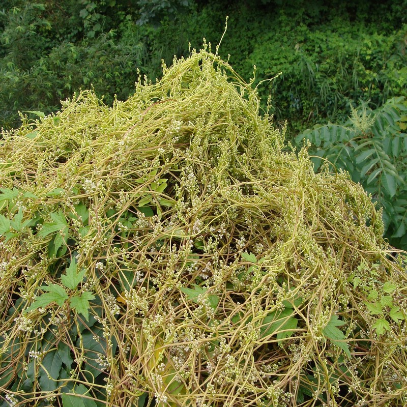 Japanese Dodder photo 4