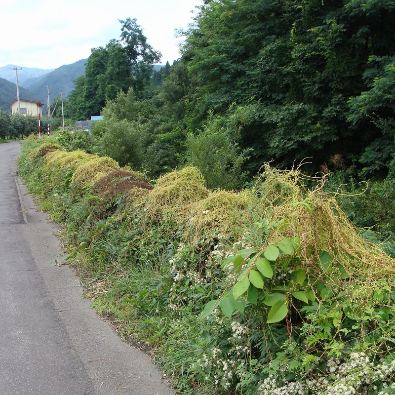Japanese Dodder