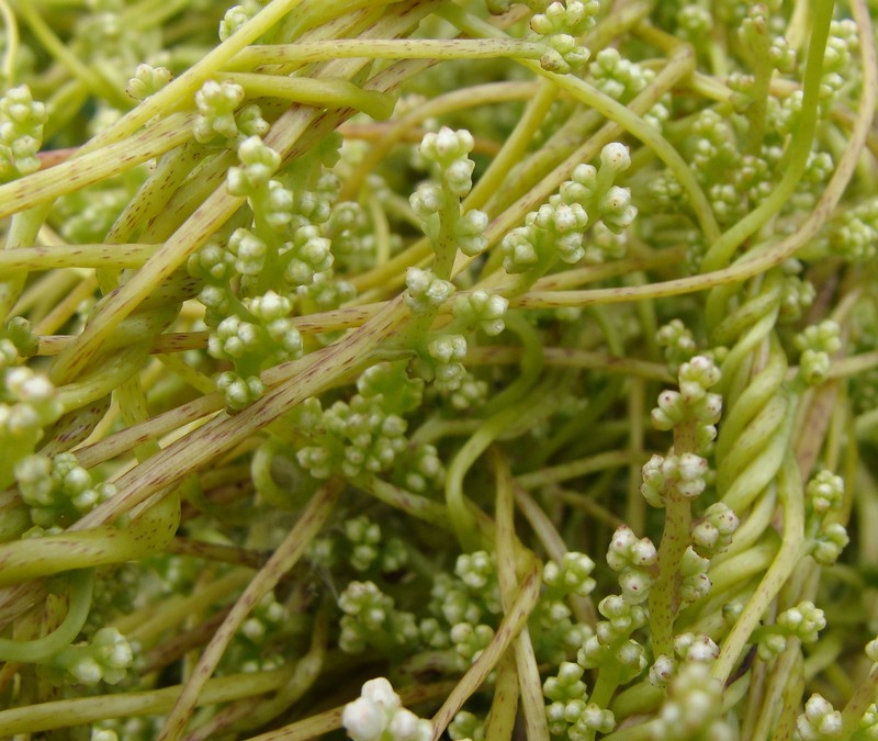 Japanese Dodder photo 2