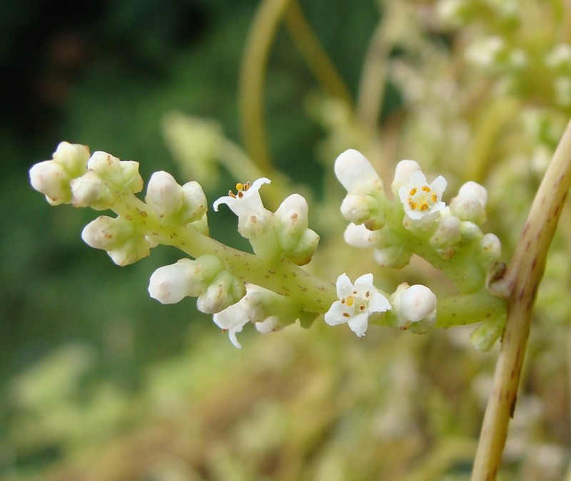 Japanese Dodder photo 3
