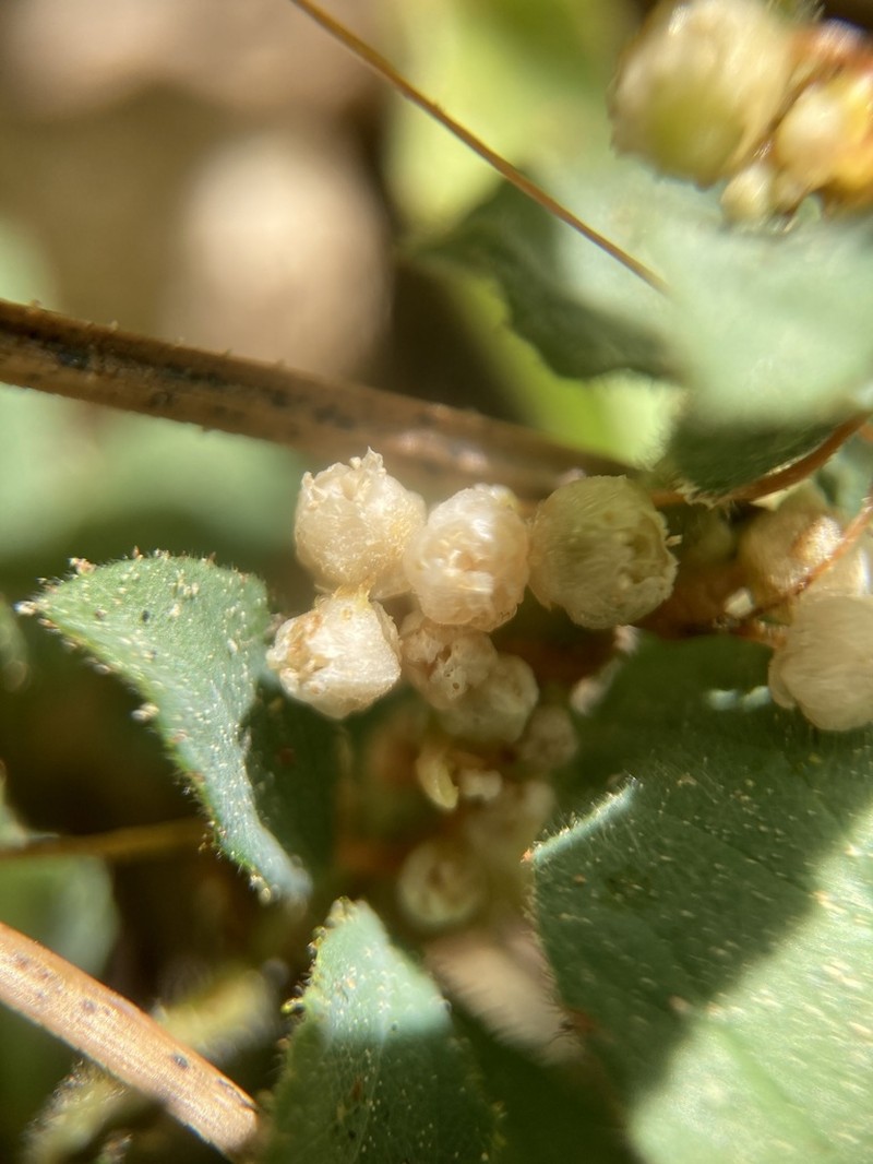 Cuscuta jepsonii