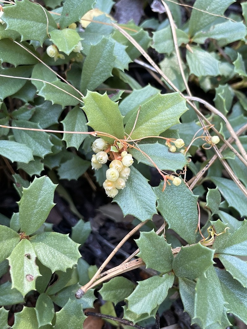Cuscuta jepsonii photo 2