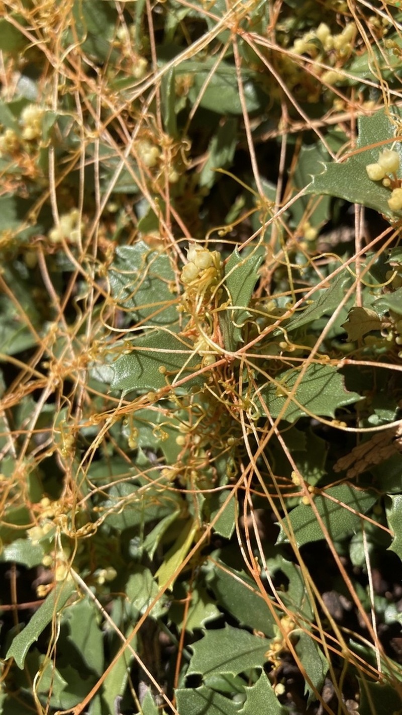 Cuscuta jepsonii photo 3