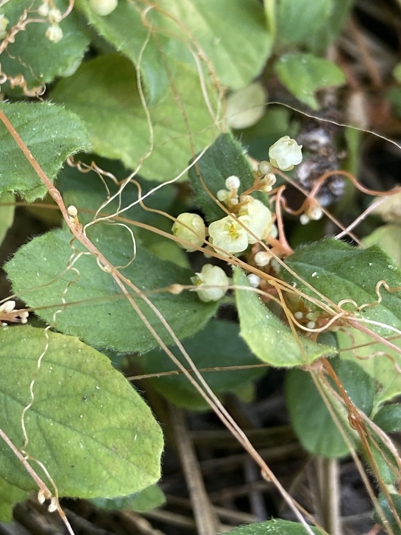 Cuscuta jepsonii photo 4