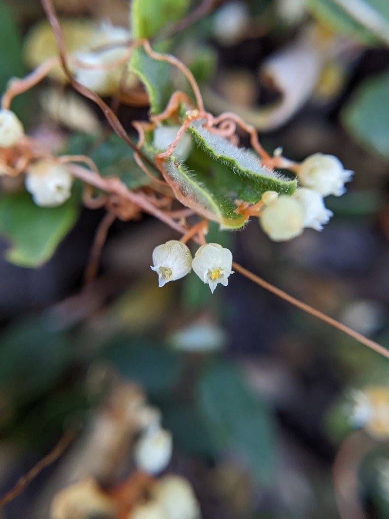 Cuscuta jepsonii photo 5