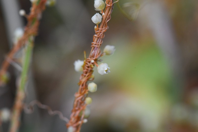 Cuscuta jepsonii photo 6
