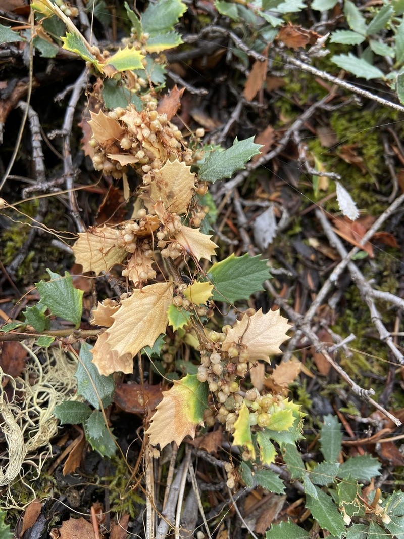 Cuscuta jepsonii photo 7