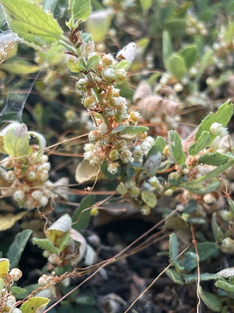 Cuscuta jepsonii photo 8