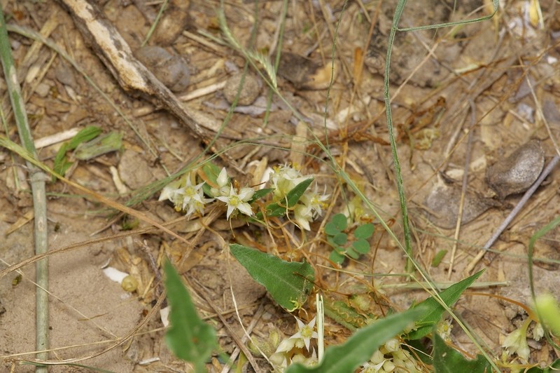 Cuscuta legitima