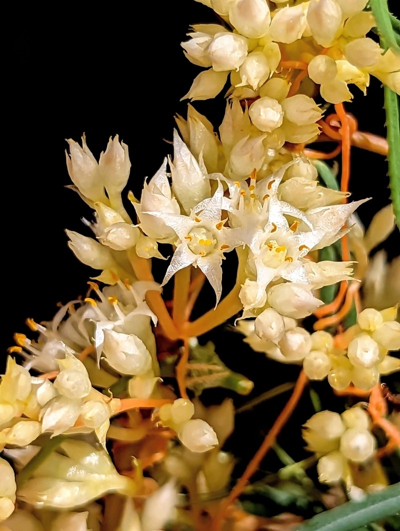 Cuscuta legitima photo 2