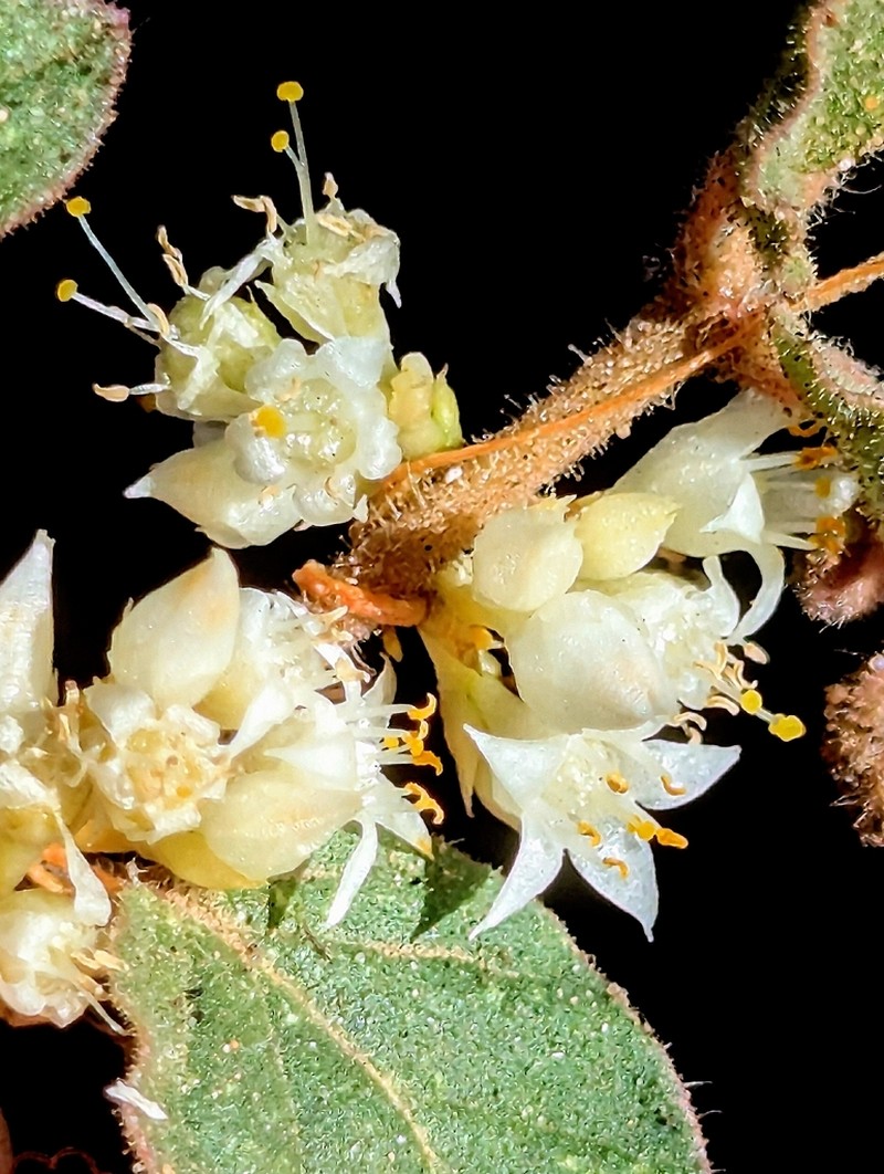 Cuscuta legitima photo 3
