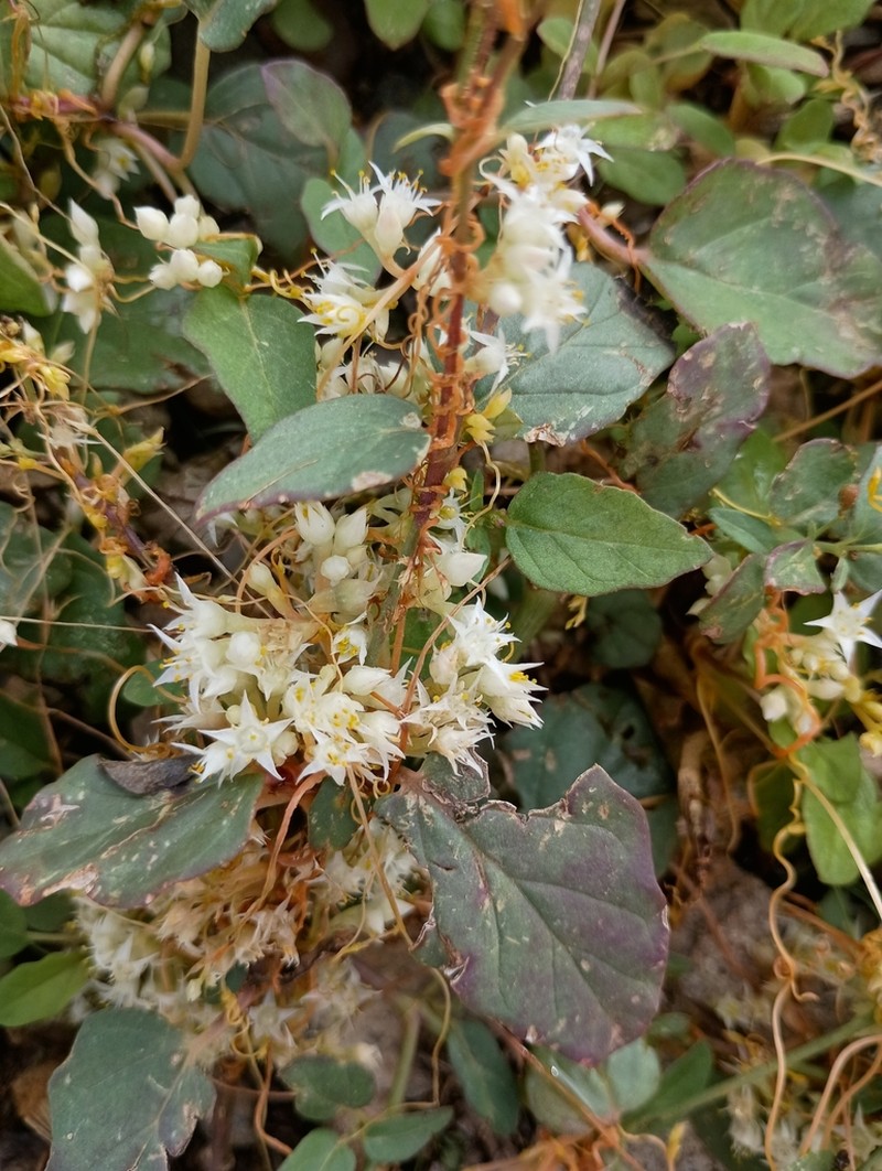 Cuscuta legitima photo 4