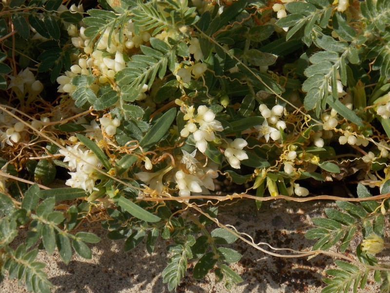 Cuscuta legitima photo 5