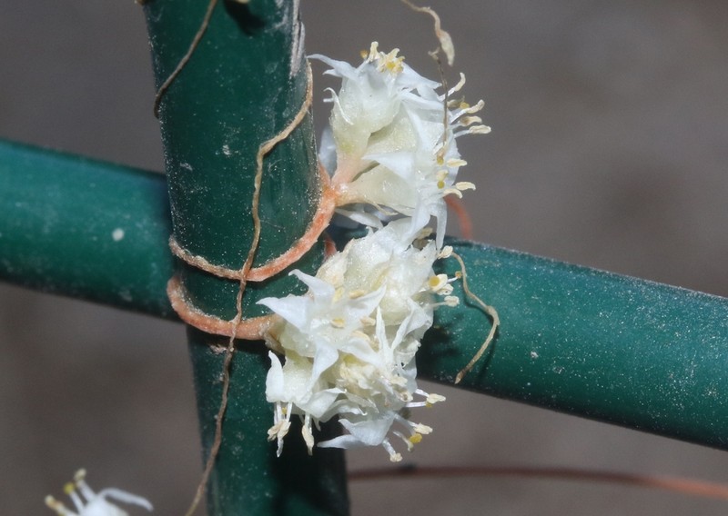 Cuscuta legitima photo 7