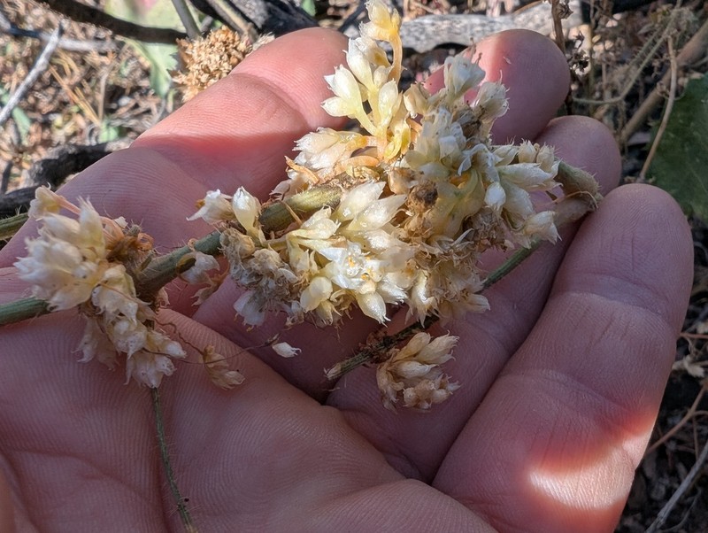 Cuscuta legitima photo 8