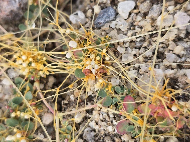 Slender Dodder