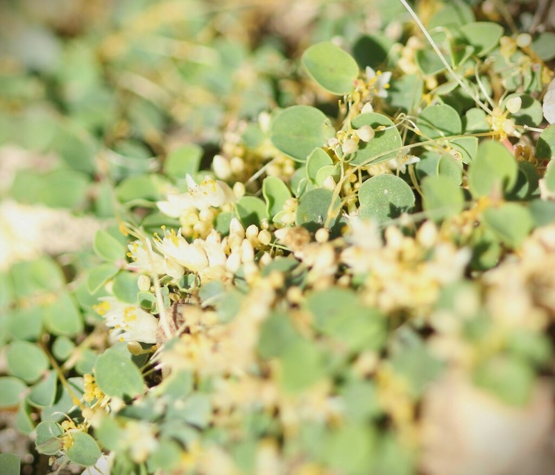 Slender Dodder photo 2