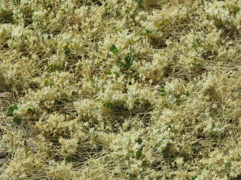 Slender Dodder photo 3