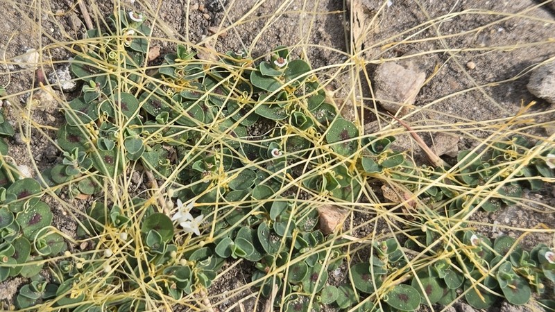 Slender Dodder photo 4