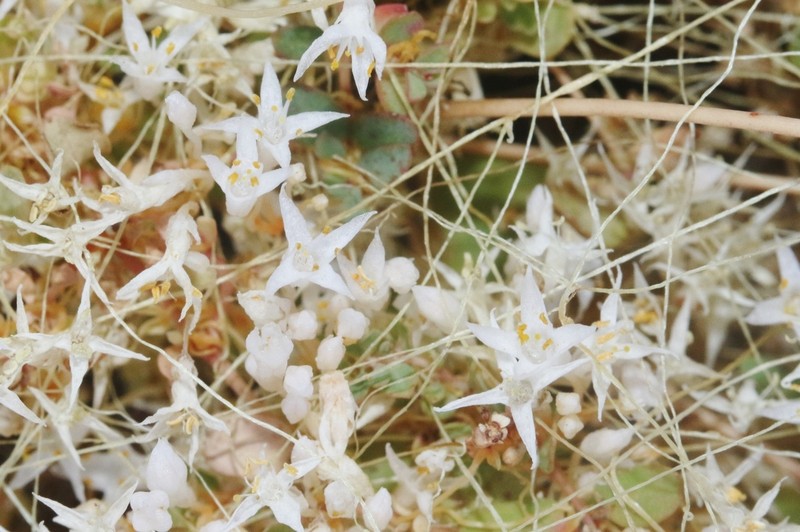 Slender Dodder photo 5