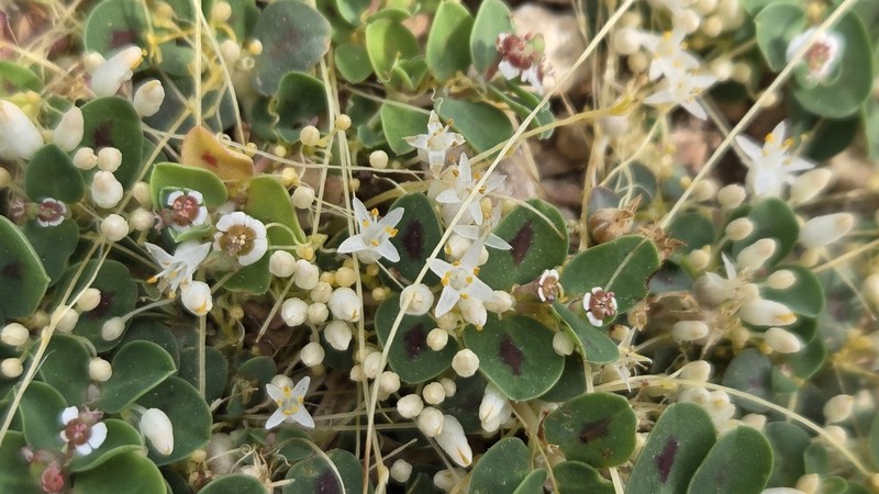 Slender Dodder photo 6