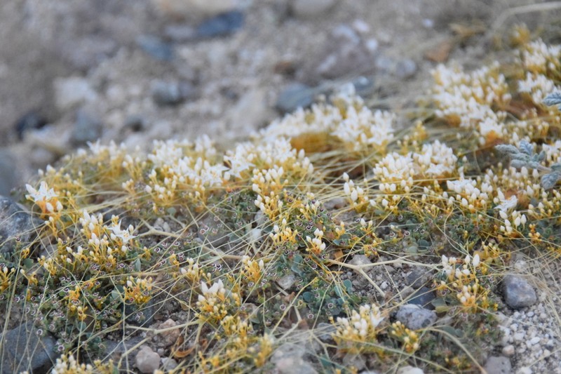 Slender Dodder photo 7