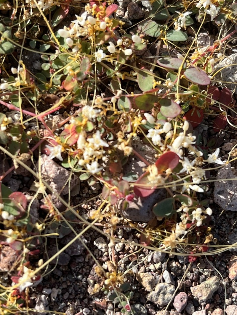 Slender Dodder photo 8