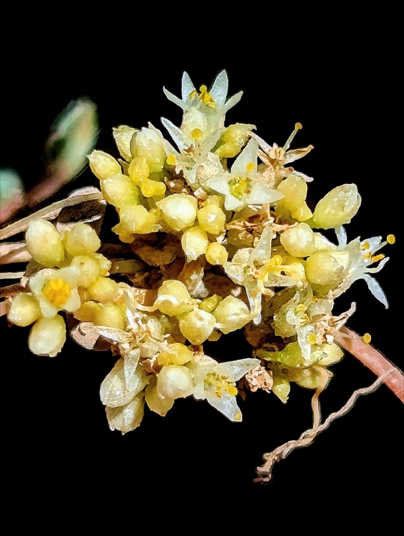 Cuscuta liliputana