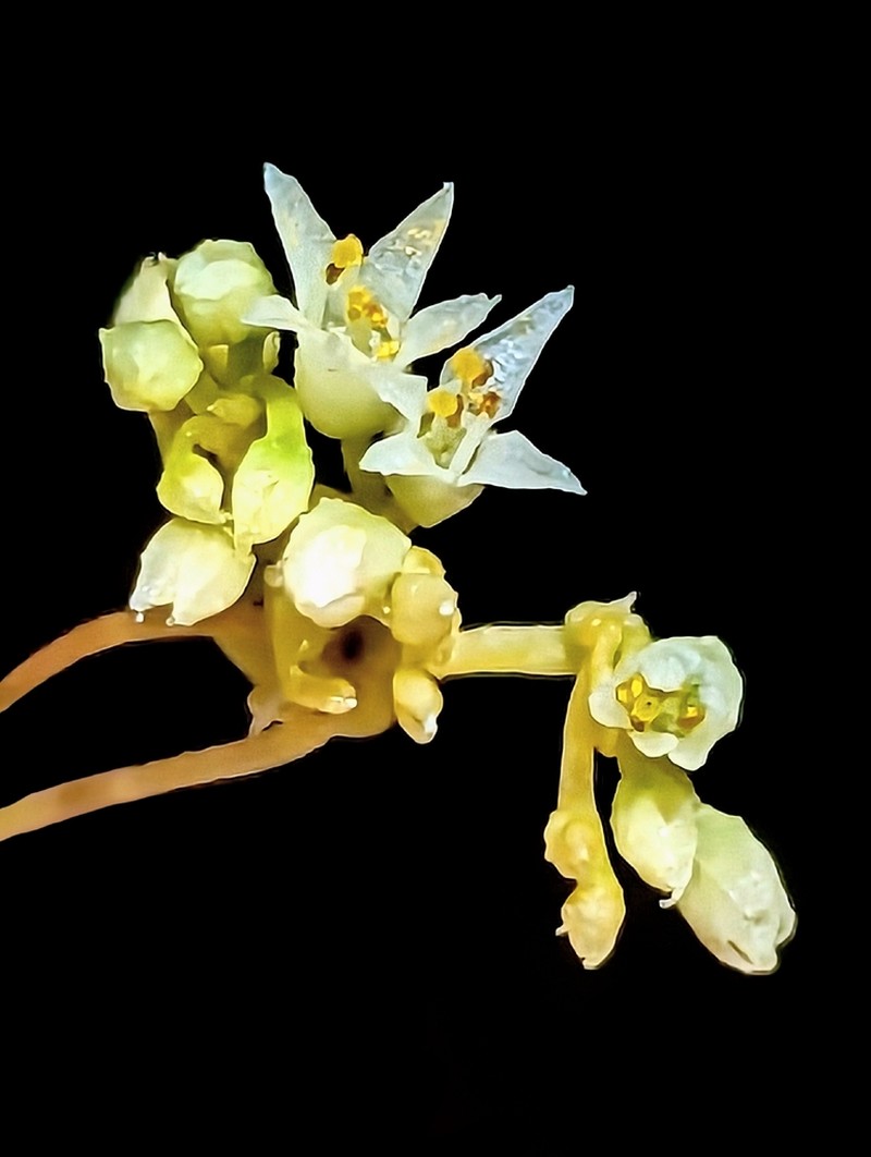 Cuscuta liliputana photo 2