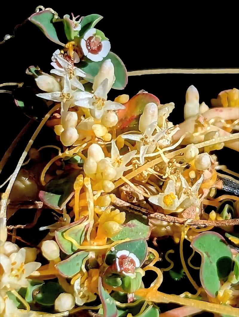 Cuscuta liliputana photo 3