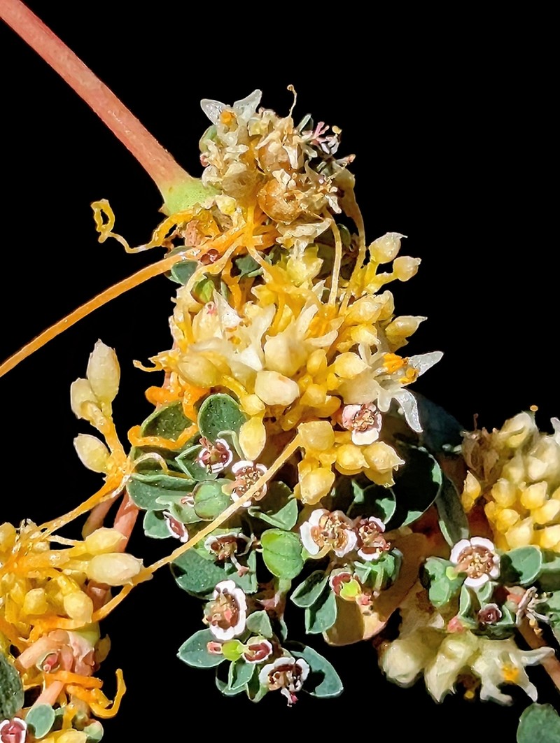Cuscuta liliputana photo 4