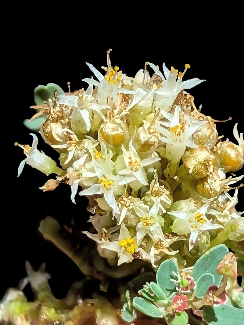 Cuscuta liliputana photo 5