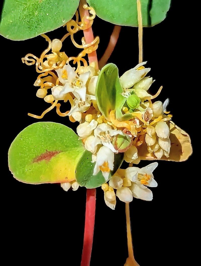 Cuscuta liliputana photo 6