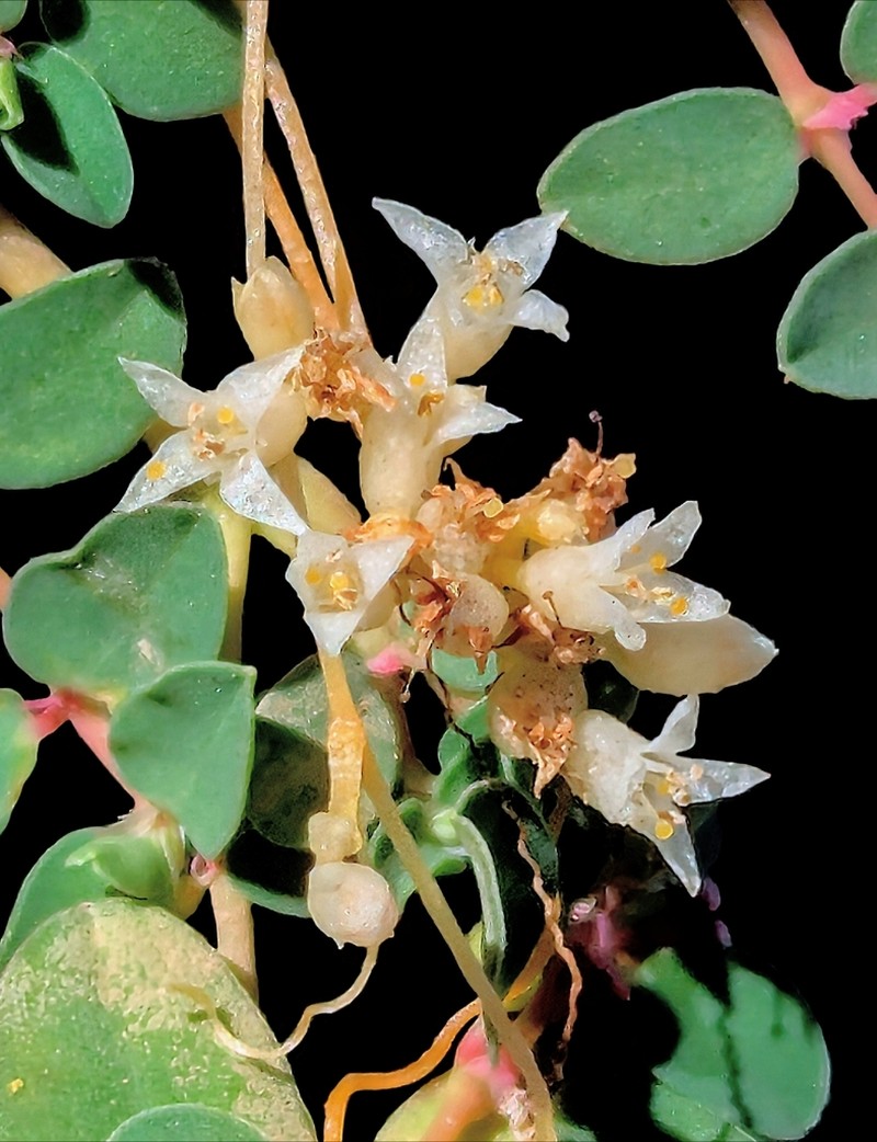 Cuscuta liliputana photo 7