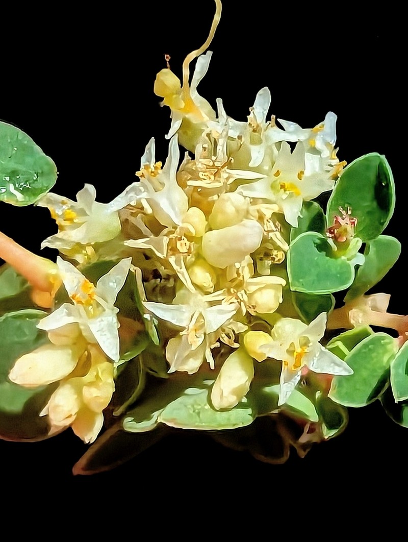 Cuscuta liliputana photo 8