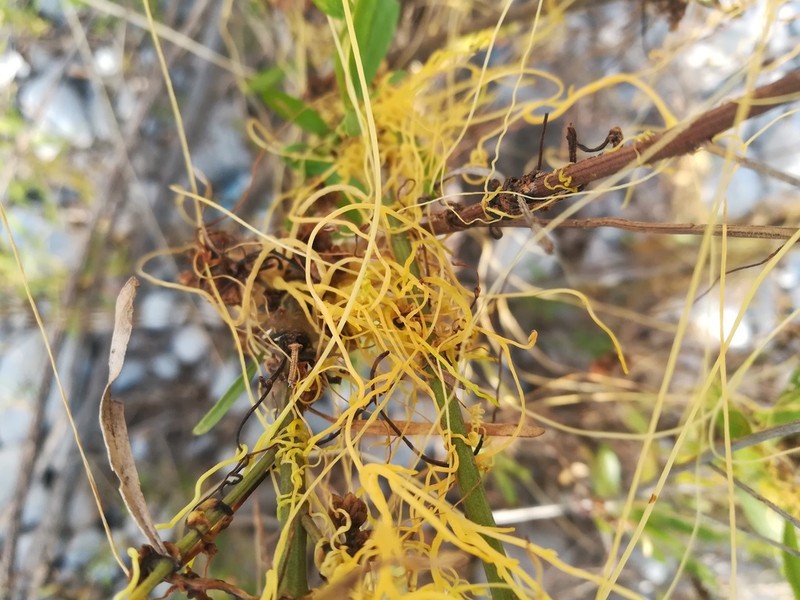 Cochise Dodder