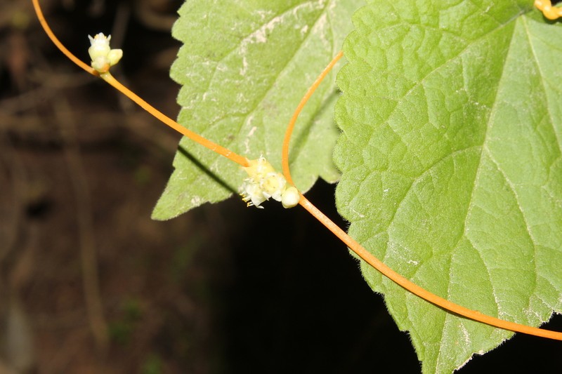 Cochise Dodder photo 2