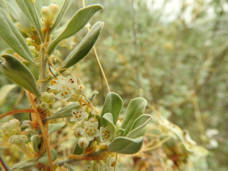Cochise Dodder photo 3