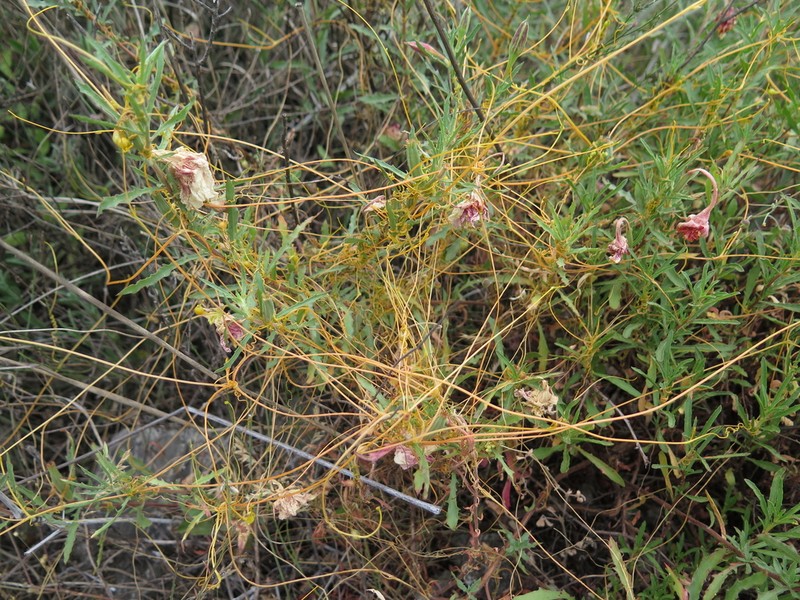 Cochise Dodder photo 4