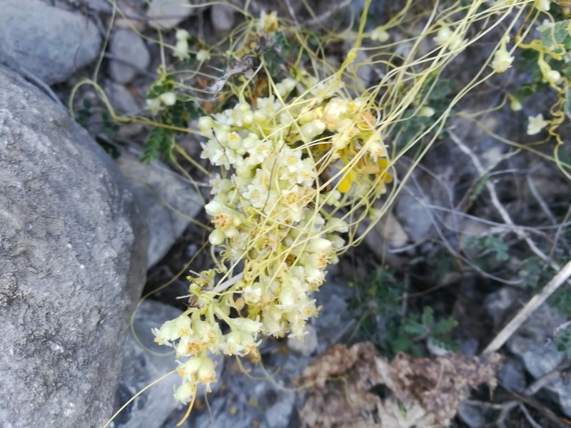 Cochise Dodder photo 5