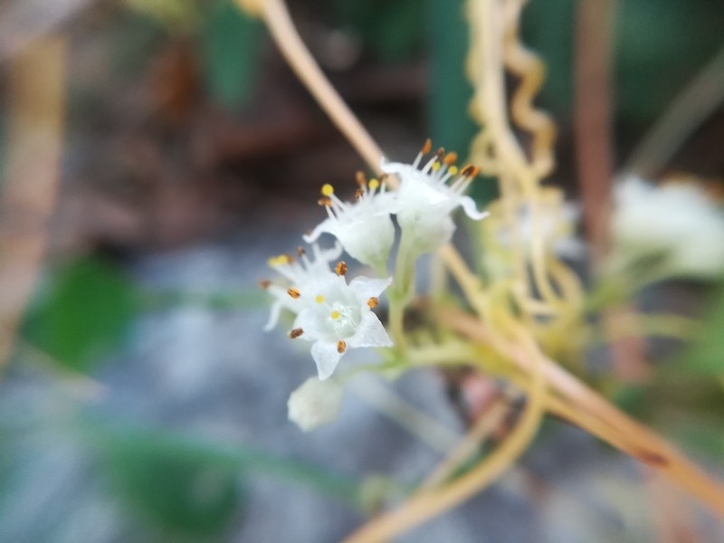Cochise Dodder photo 6