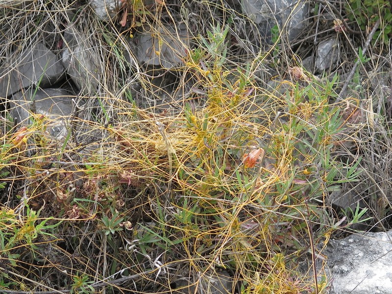 Cochise Dodder photo 7