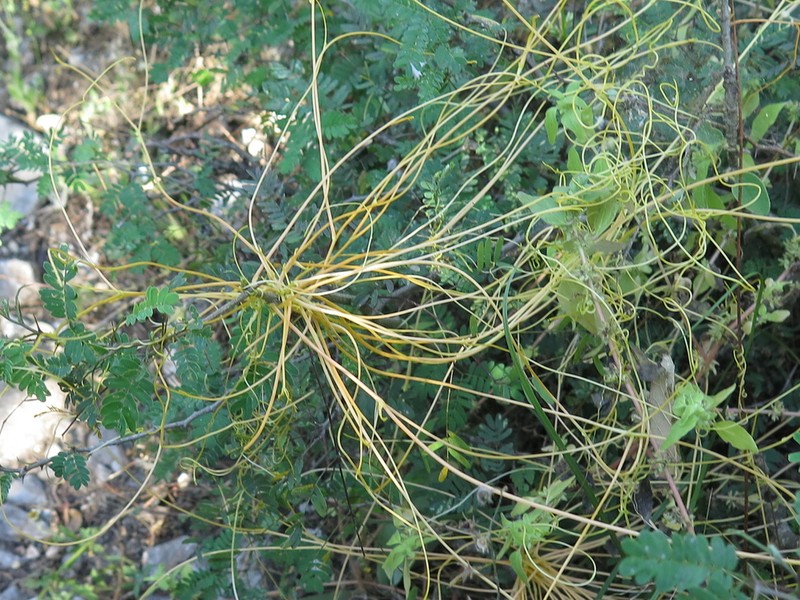 Cochise Dodder photo 8