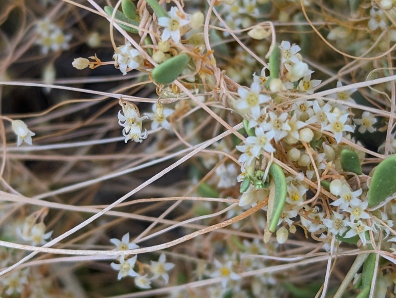 Cuscuta nevadensis