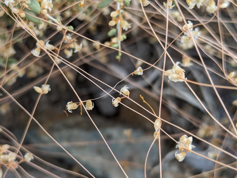 Cuscuta nevadensis photo 2
